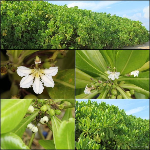 Scaevola taccada•&copy; Ang Wee Foong•All Rights Reserved