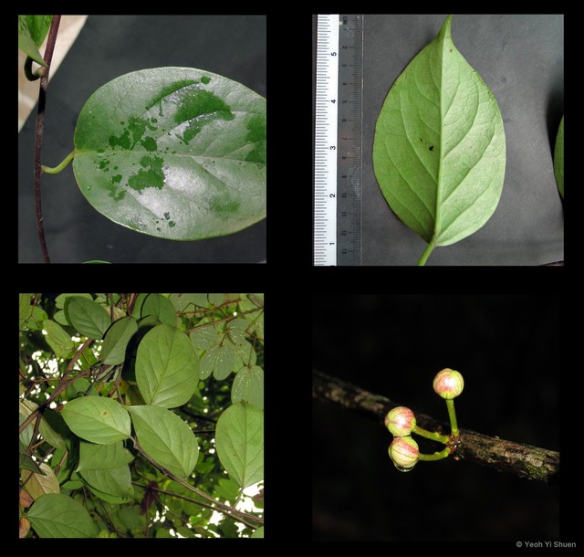 Kadsura scandens•&copy; Yeoh Yi Shuen•All Rights Reserved