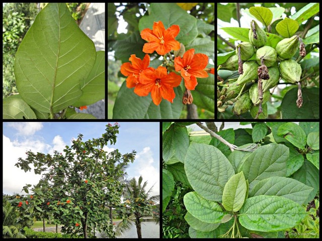 Cordia sebestena•&copy; Ong Kwan Han•All Rights Reserved