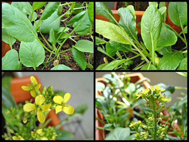 Brassica (Brassica) rapa•&copy; Ong Kwan Han•All Rights Reserved