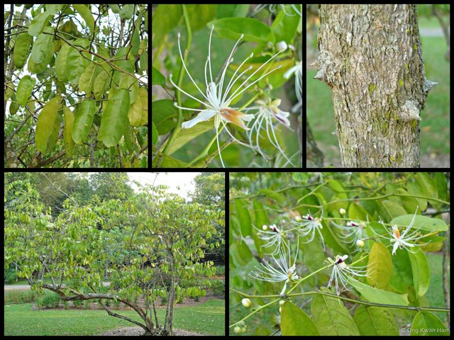Capparis micracantha korthalsiana•&copy; Ong Kwan Han•All Rights Reserved