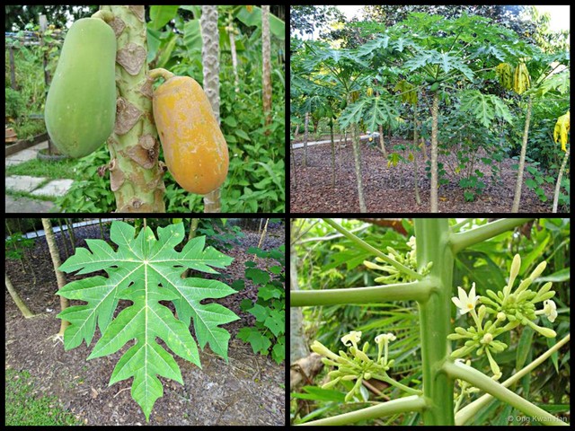 Carica papaya•&copy; Ong Kwan Han•All Rights Reserved