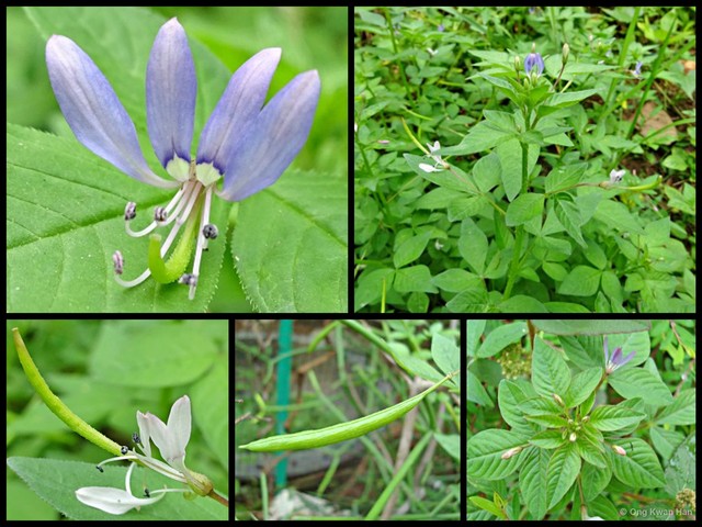 Cleome rutidosperma•&copy; Ong Kwan Han•All Rights Reserved