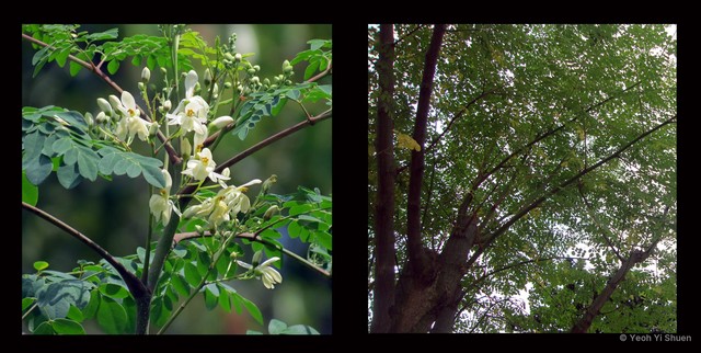 Moringa oleifera•&copy; Yeoh Yi Shuen•All Rights Reserved