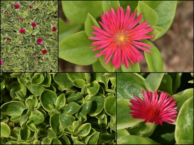 Mesembryanthemum cordifolium•&copy; Cerlin Ng•All Rights Reserved