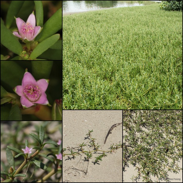 Sesuvium portulacastrum•&copy; Ang Wee Foong•All Rights Reserved