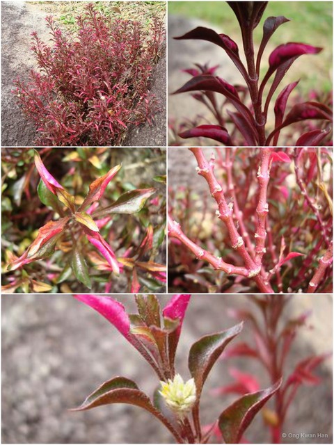 Alternanthera bettzickiana•&copy; Ong Kwan Han•All Rights Reserved