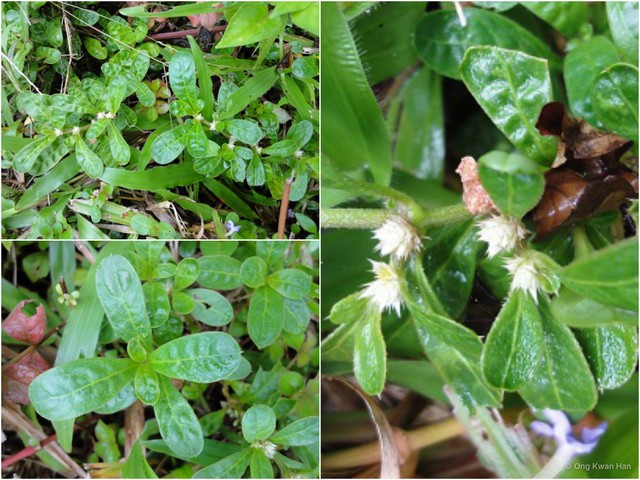 Alternanthera ficoidea•&copy; Ong Kwan Han•All Rights Reserved