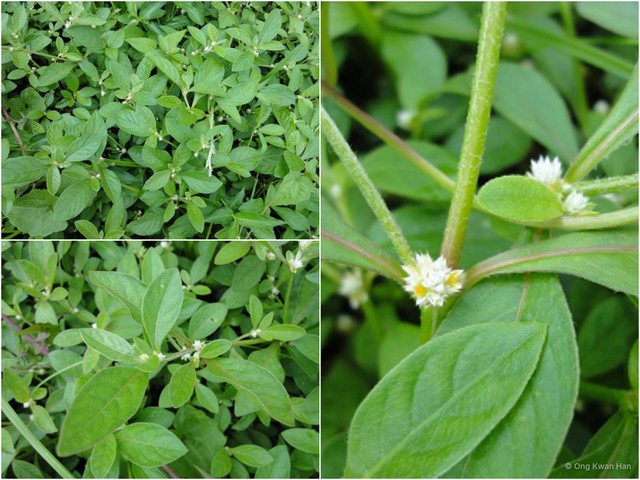 Alternanthera paronychioides•&copy; Ong Kwan Han•All Rights Reserved