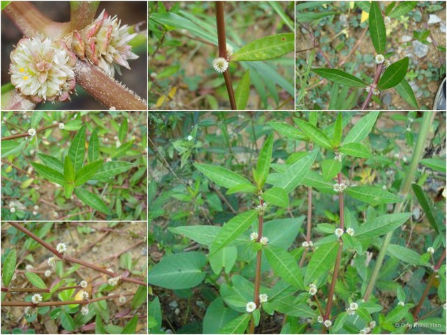 Alternanthera sessilis•&copy; Ong Kwan Han•All Rights Reserved