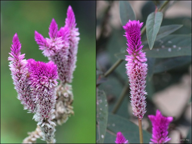 Celosia argentea•&copy; Cerlin Ng•All Rights Reserved