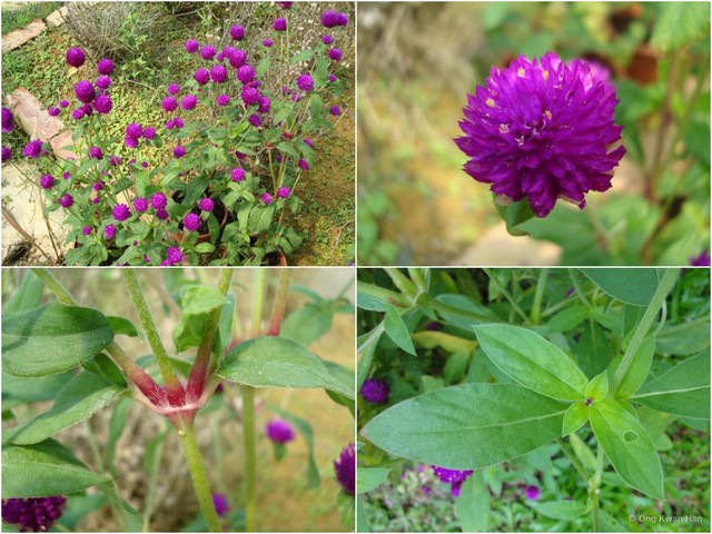 Gomphrena globosa•&copy; Ong Kwan Han•All Rights Reserved