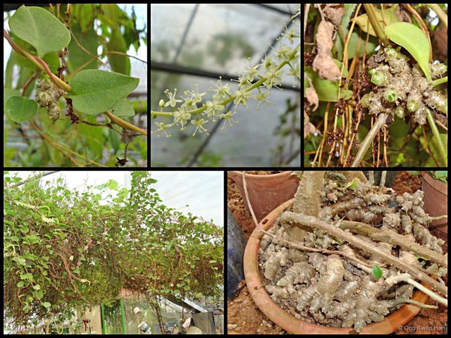 Anredera cordifolia•&copy; Ong Kwan Han•All Rights Reserved