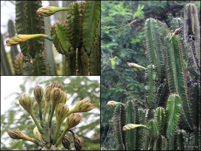 Cereus hildmannianus•&copy; Cerlin Ng•All Rights Reserved