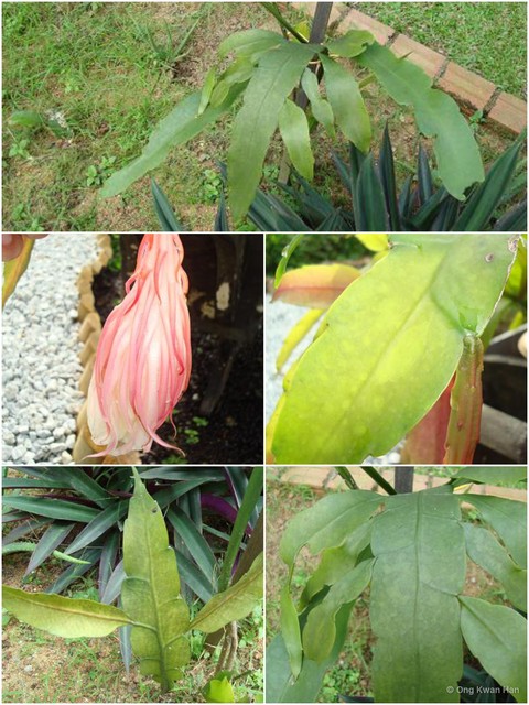 Epiphyllum oxypetalum•&copy; Ong Kwan Han•All Rights Reserved