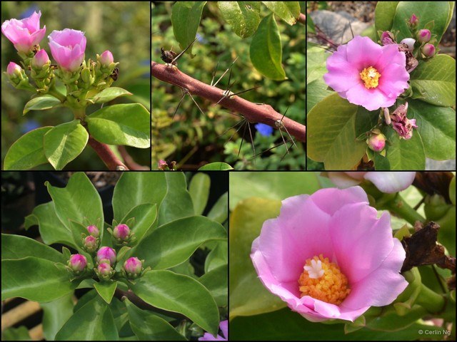 Pereskia grandifolia•&copy; Cerlin Ng•All Rights Reserved