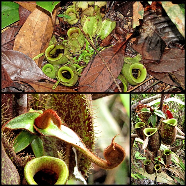 Nepenthes ampullaria•&copy; Tony O'Dempsey•All Rights Reserved