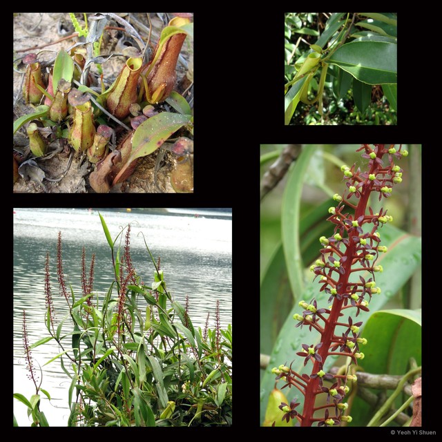 Nepenthes gracilis•&copy; Yeoh Yi Shuen•All Rights Reserved