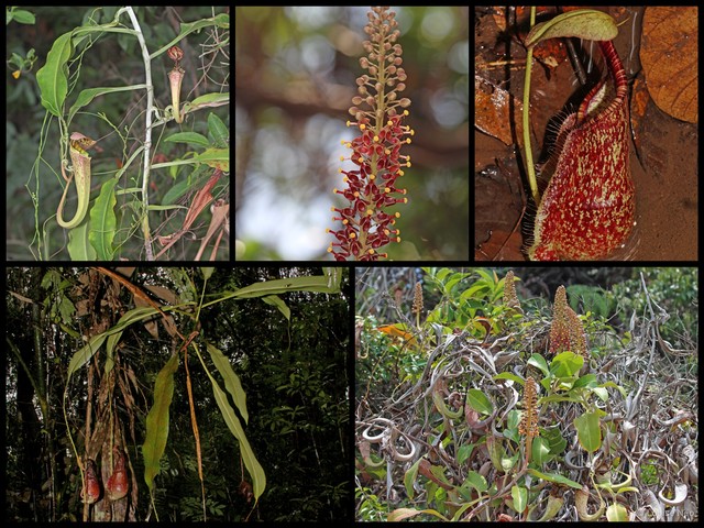Nepenthes rafflesiana•&copy; Louise Neo•All Rights Reserved