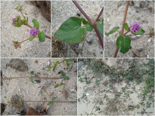 Boerhavia diffusa•&copy; Ong Kwan Han•All Rights Reserved