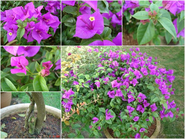 Bougainvillea glabra•&copy; Ong Kwan Han•All Rights Reserved