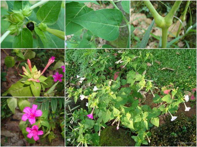 Mirabilis jalapa•&copy; Ong Kwan Han•All Rights Reserved