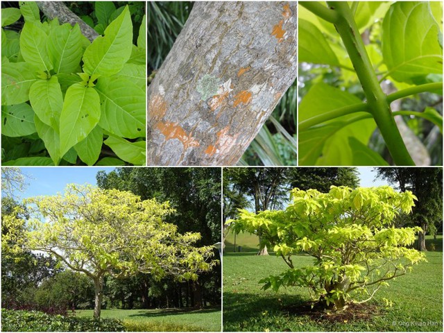 Pisonia grandis•&copy; Ong Kwan Han•All Rights Reserved