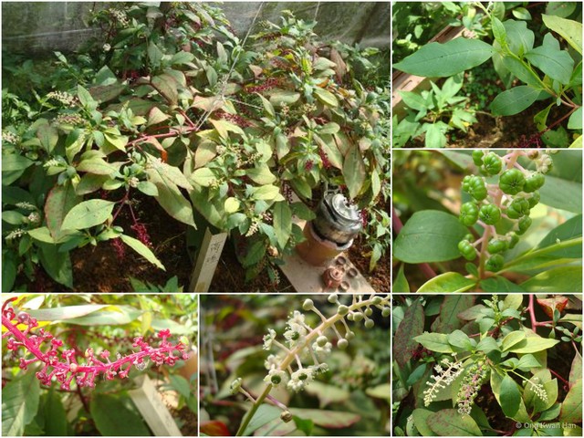 Phytolacca acinosa•&copy; Ong Kwan Han•All Rights Reserved