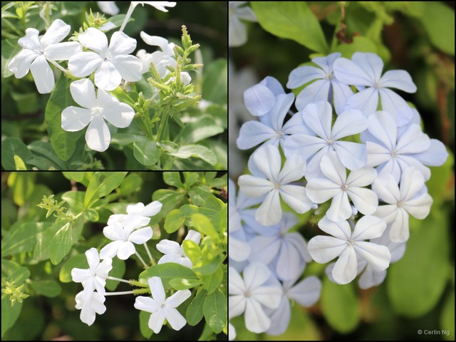 Plumbago auriculata•&copy; Cerlin Ng•All Rights Reserved