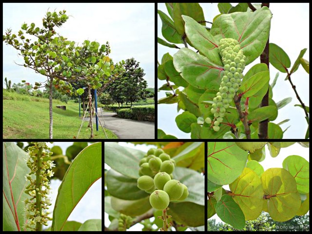 Coccoloba uvifera•&copy; Ong Kwan Han•All Rights Reserved