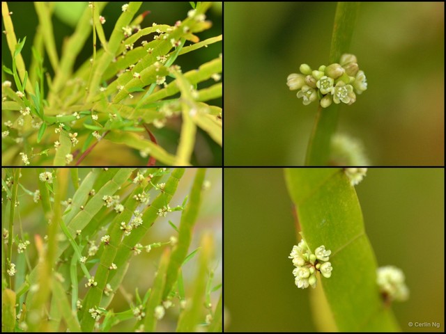 Muehlenbeckia platyclada•&copy; Cerlin Ng•All Rights Reserved