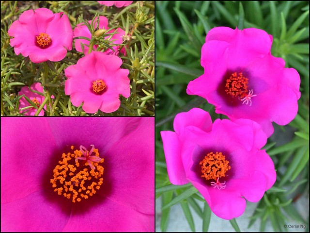Portulaca grandiflora•&copy; Cerlin Ng•All Rights Reserved