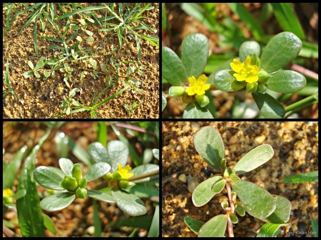 Portulaca oleracea•&copy; Ong Kwan Han•All Rights Reserved