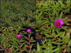 Portulaca pilosa
