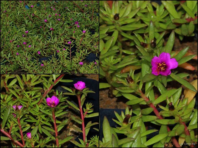 Portulaca pilosa pilosa•&copy; Cerlin Ng•All Rights Reserved