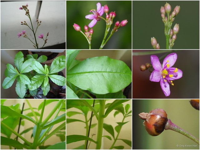 Talinum paniculatum•&copy; Ong Kwan Han•All Rights Reserved