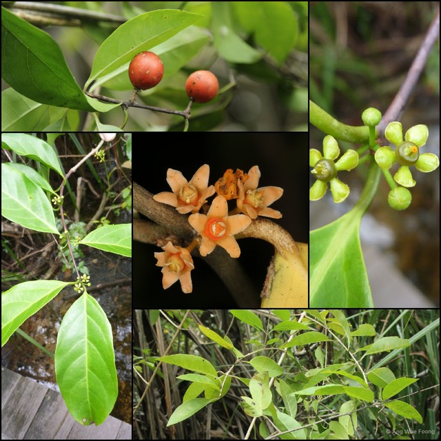 Salacia chinensis•&copy; Ang Wee Foong•All Rights Reserved