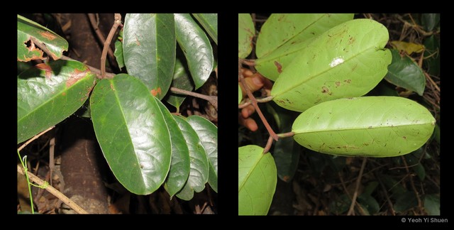 Salacia macrophylla•&copy; Yeoh Yi Shuen•All Rights Reserved