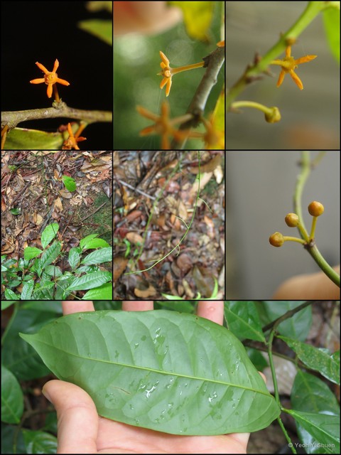 Salacia viminea•&copy; Yeoh Yi Shuen•All Rights Reserved