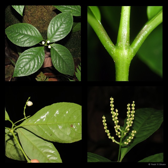 Chloranthus officinalis•&copy; Yeoh Yi Shuen•All Rights Reserved
