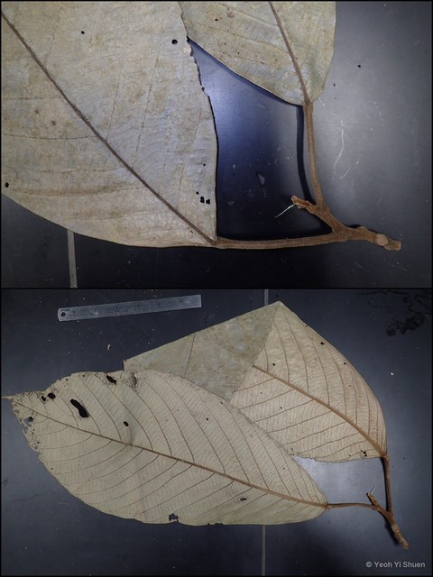 Alangium javanicum var. ebenaceum•&copy; Yeoh Yi Shuen•All Rights Reserved