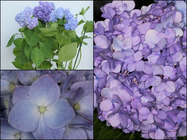 Hydrangea macrophylla•&copy; Ang Wee Foong•All Rights Reserved