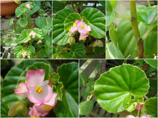 Begonia cucullata var. cucullata•&copy; Ong Kwan Han•All Rights Reserved