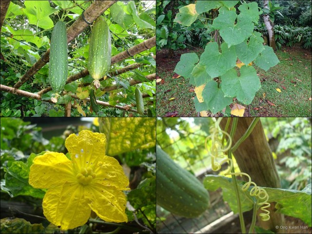 Luffa aegyptiaca•&copy; Ong Kwan Han•All Rights Reserved