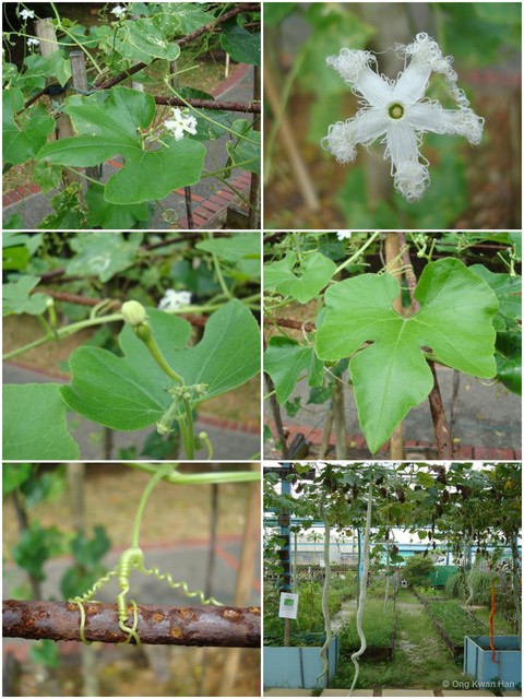 Trichosanthes cucumerina•&copy; Ong Kwan Han•All Rights Reserved