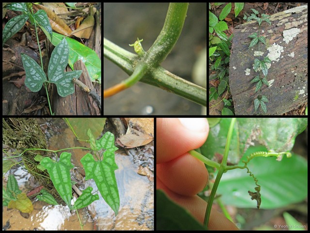 Trichosanthes wawrae•&copy; Yeoh Yi Shuen•All Rights Reserved