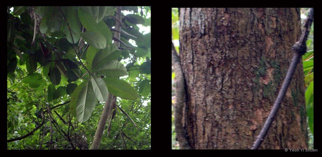 Dillenia excelsa•&copy; Yeoh Yi Shuen•All Rights Reserved