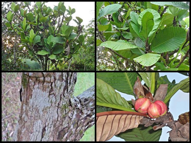 Dillenia ingens•&copy; Ong Kwan Han•All Rights Reserved