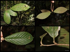 Tetracera akara (Burm.fil.) Merr.