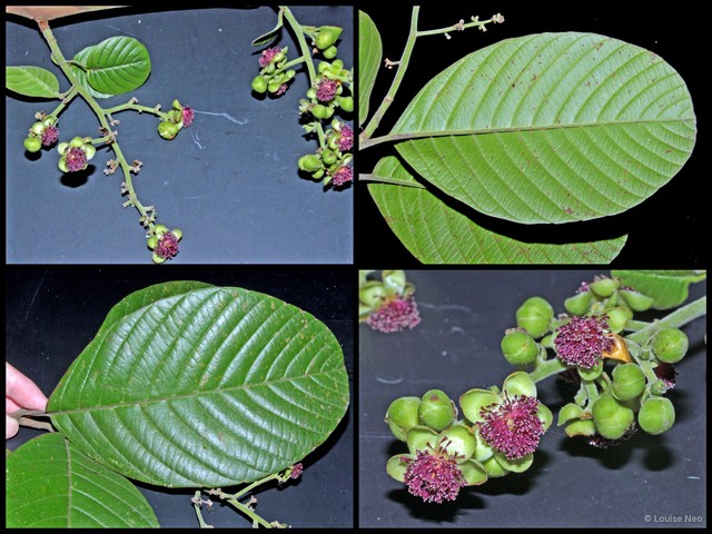 Tetracera macrophylla•&copy; Louise Neo•All Rights Reserved